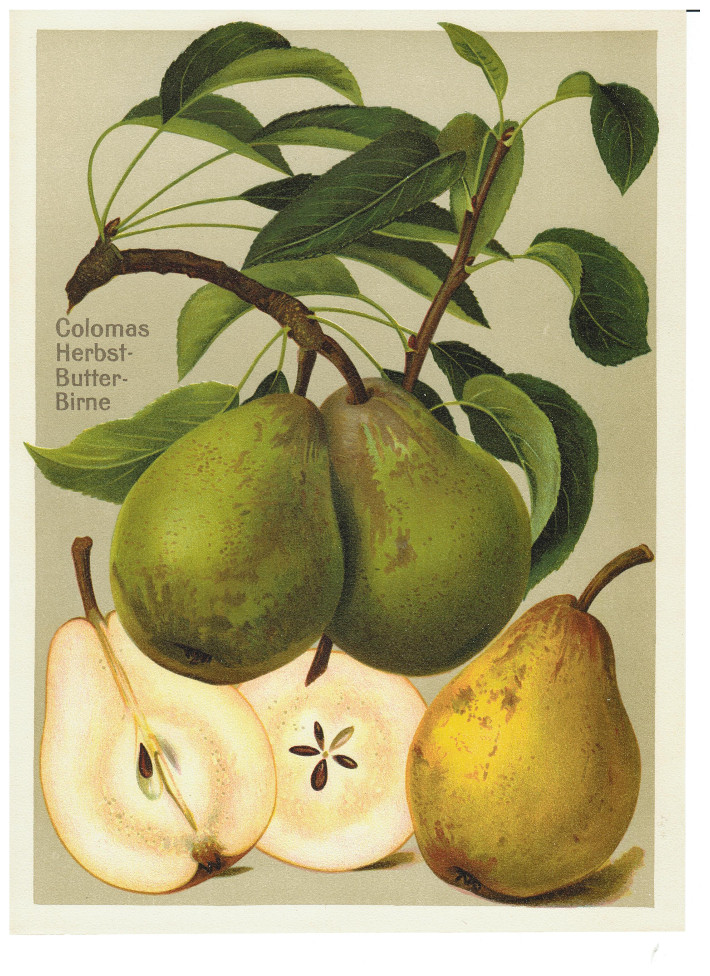 Colomas Herbstbutterbirne