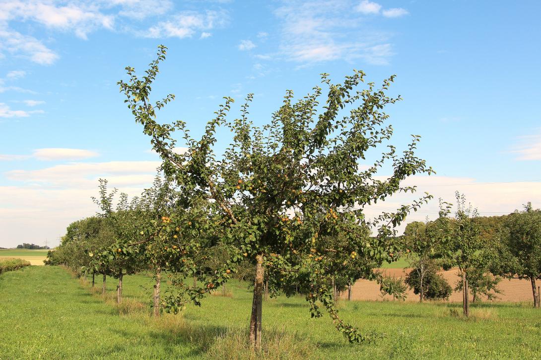 Baum im Laub