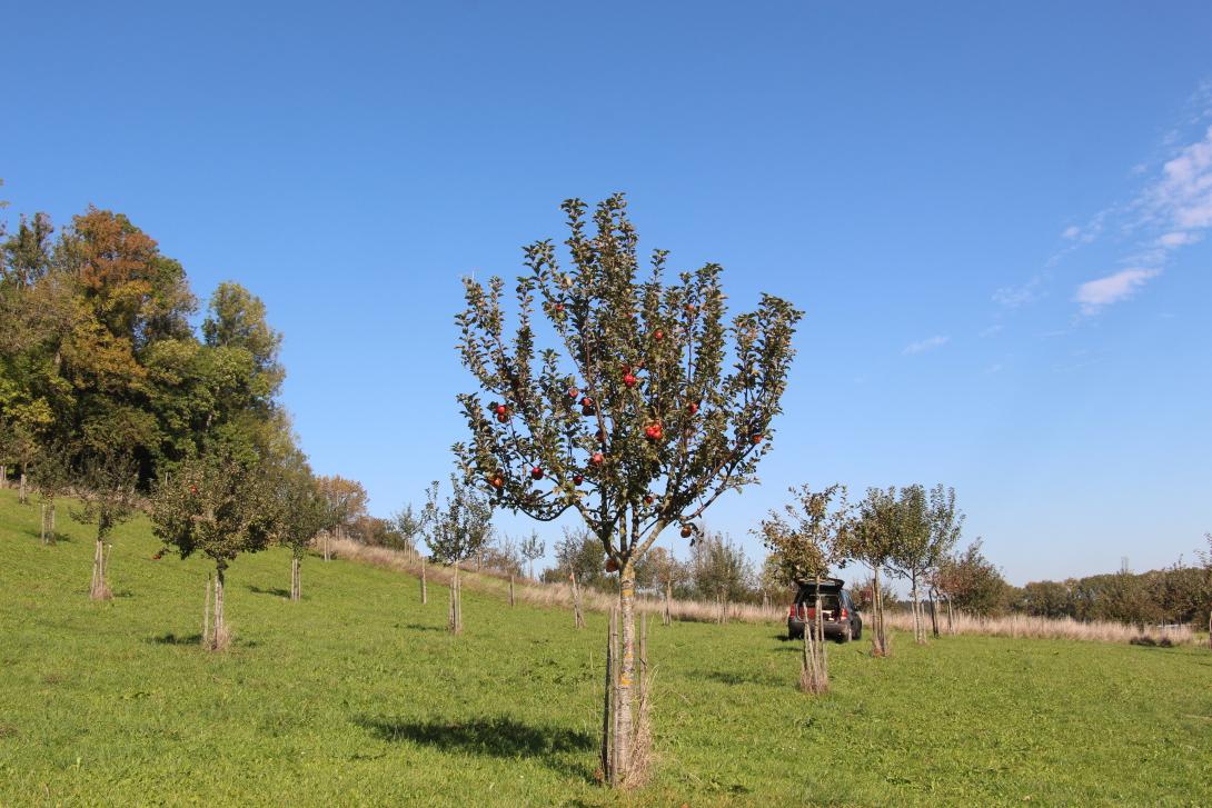 Jungbaum