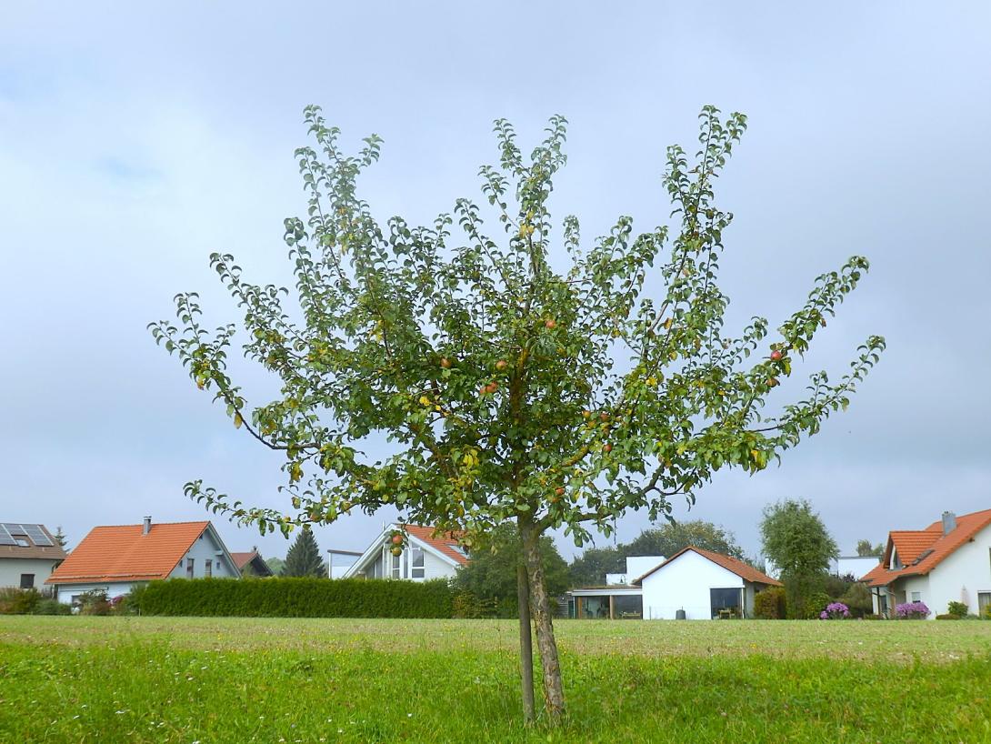 Jungbaum