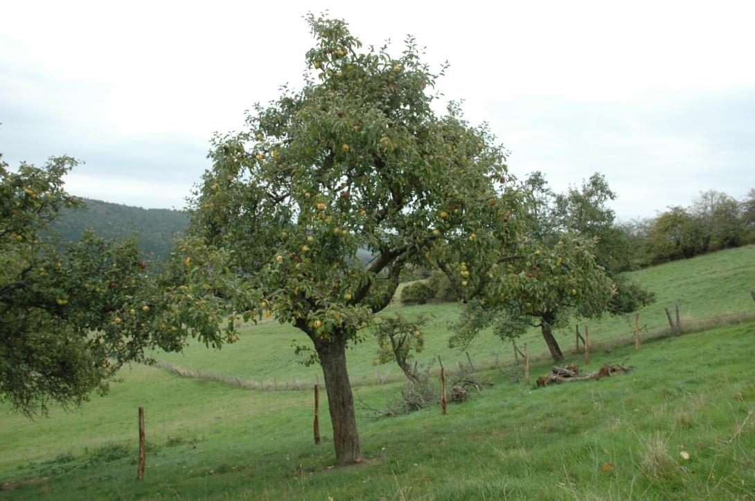 Adersleber Kalvill