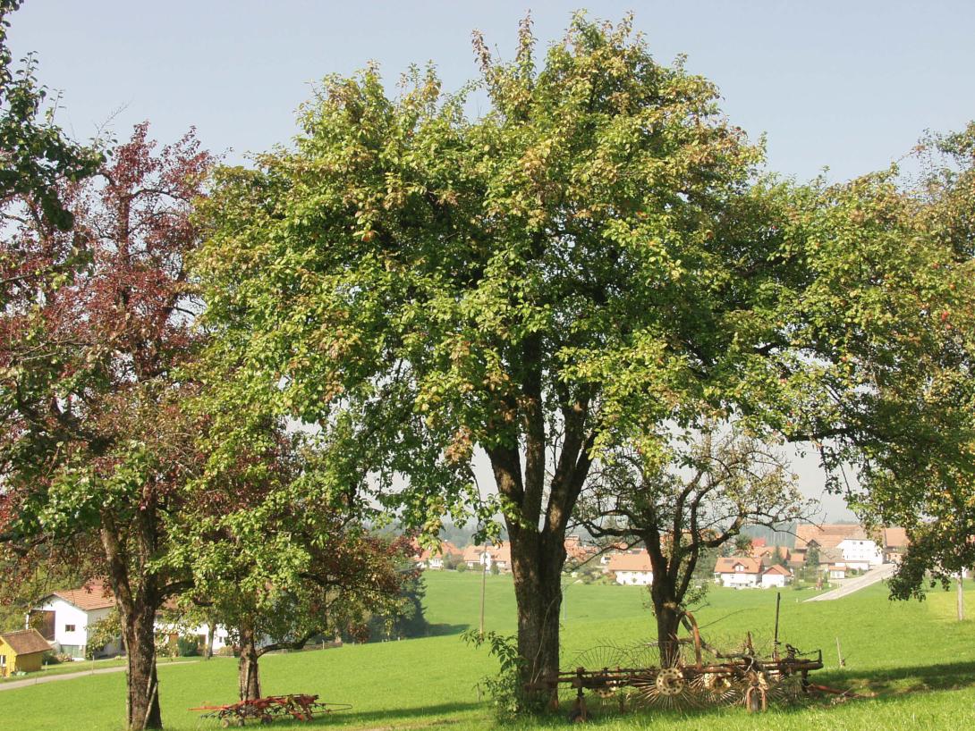 Baumblüte