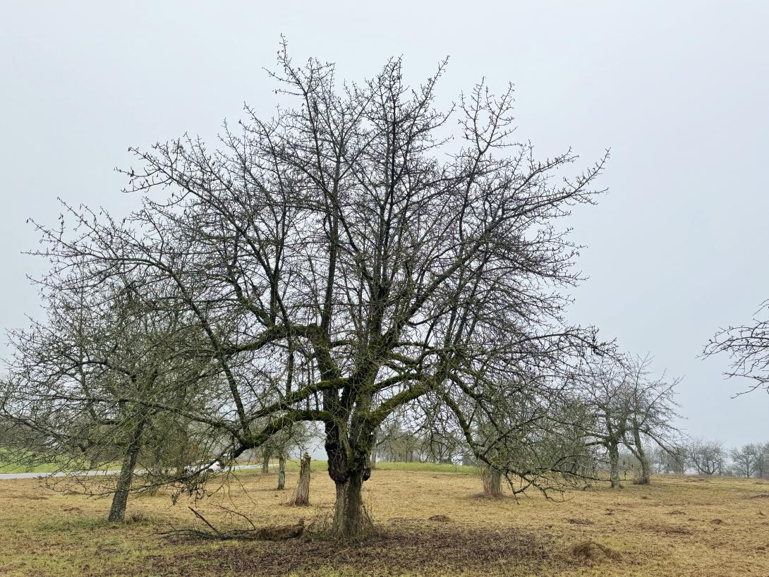 Großrote