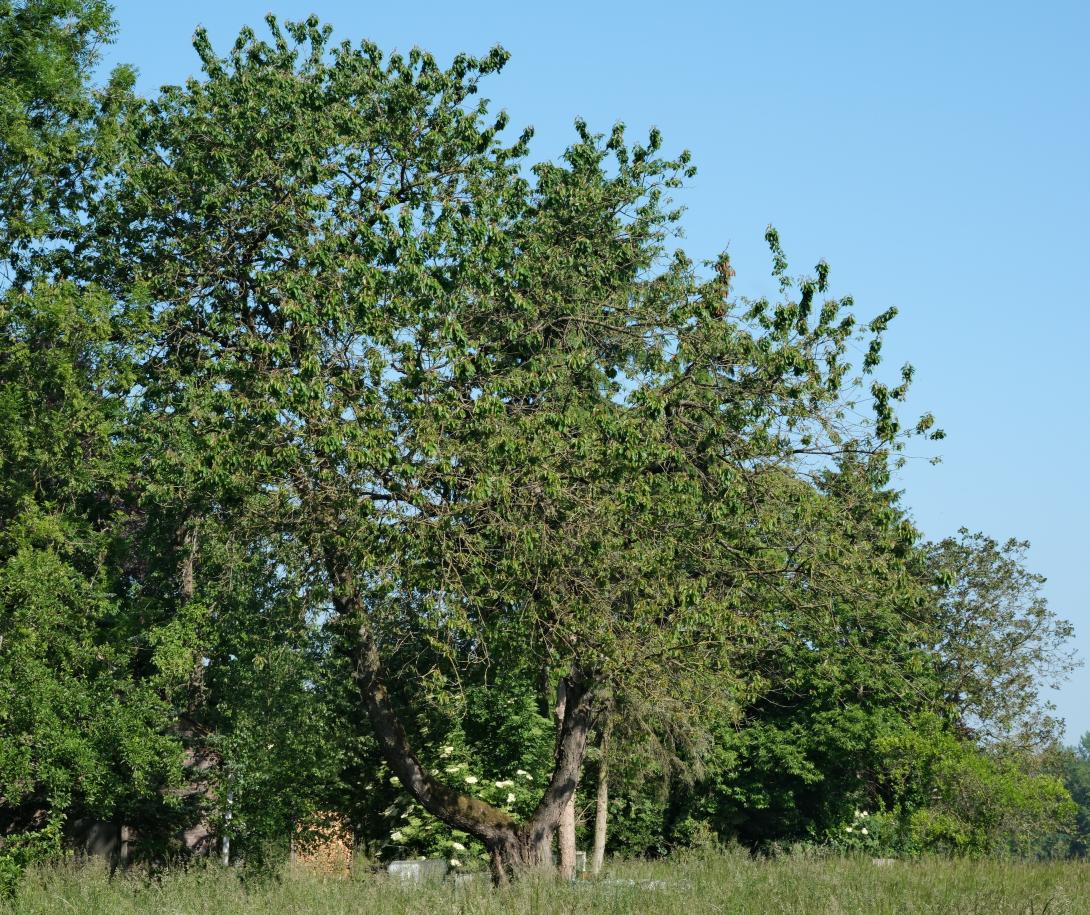 'Früheste der Mark' 