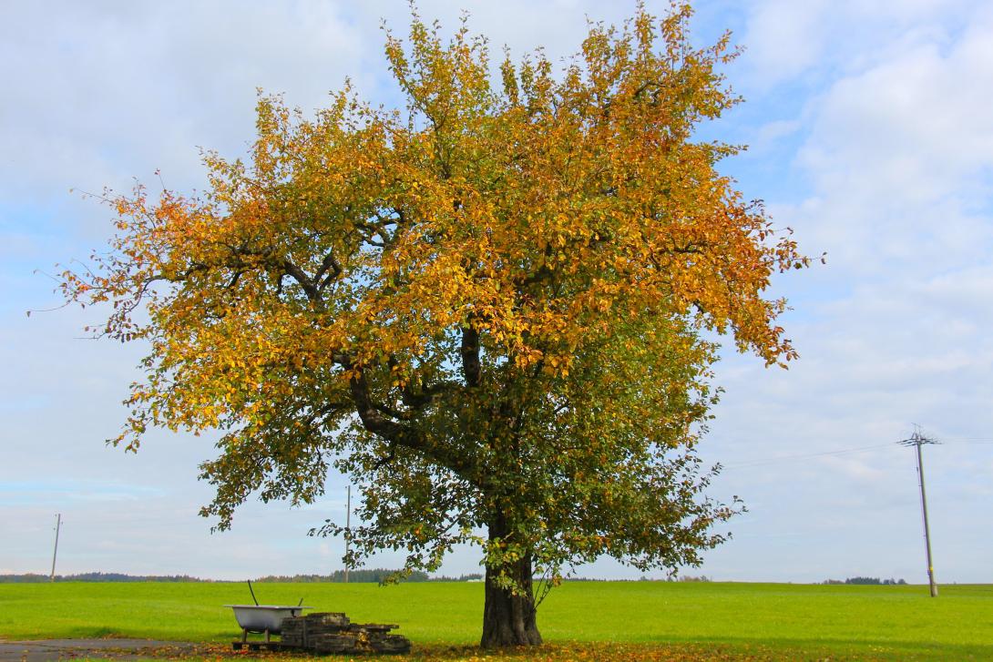 Baum im Herbst