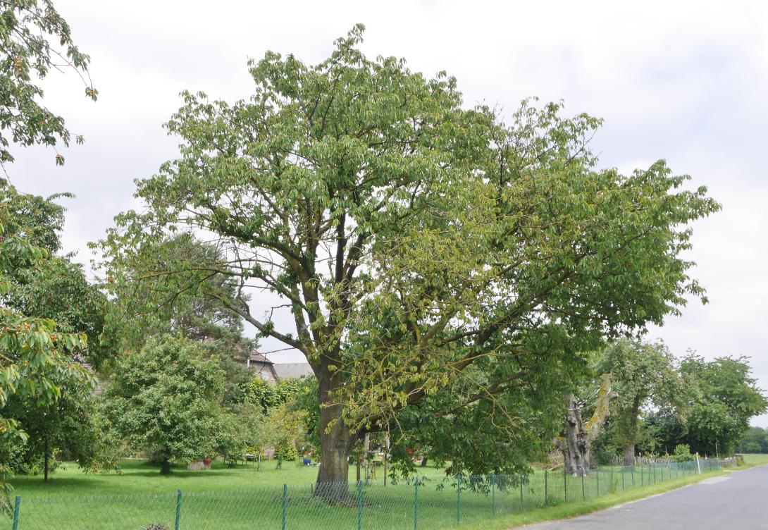 Baum Sahliser