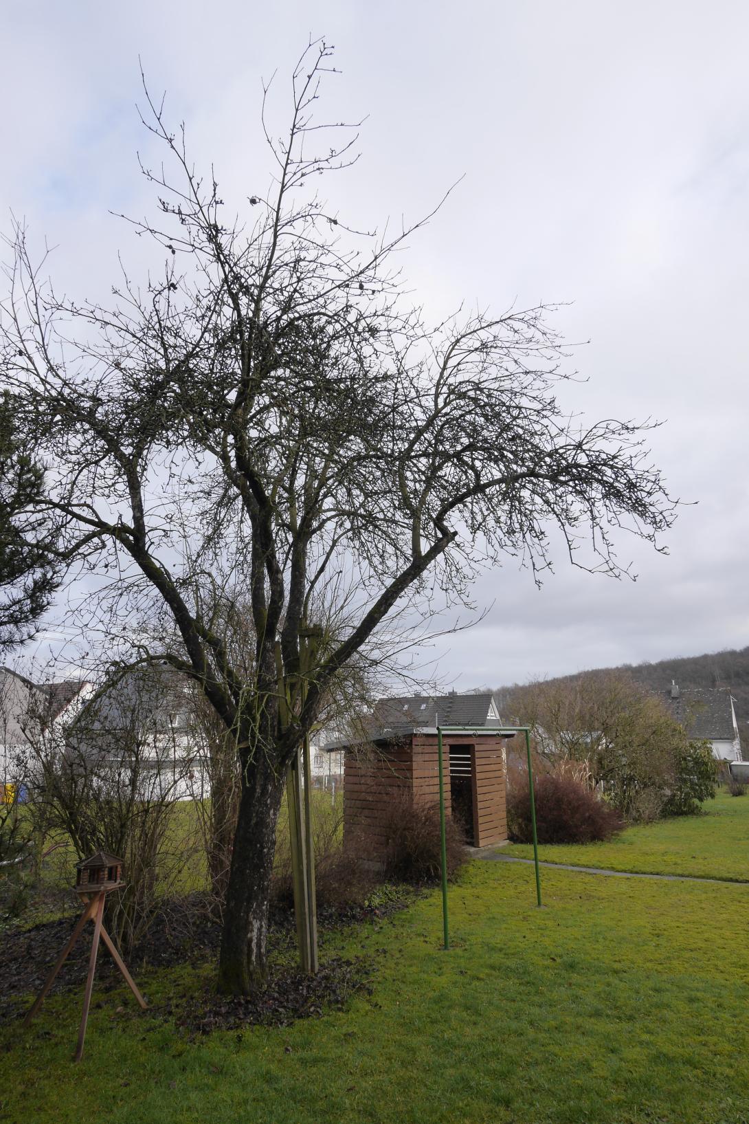 Freudenberger Nützerling (Baum)