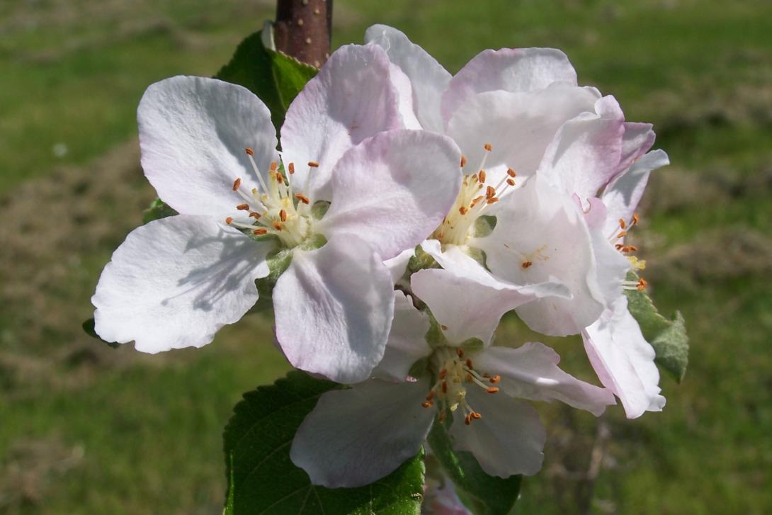 Gacksapfel Blüte