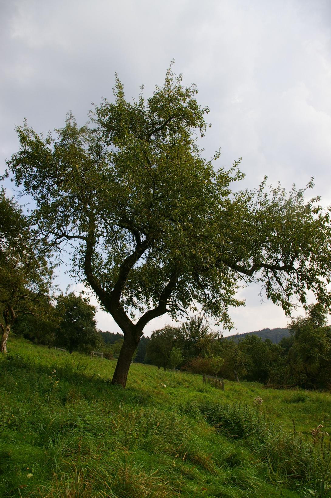 Großer Borsdorfer aus Udorf An (Foto Claudia Schluckebier)