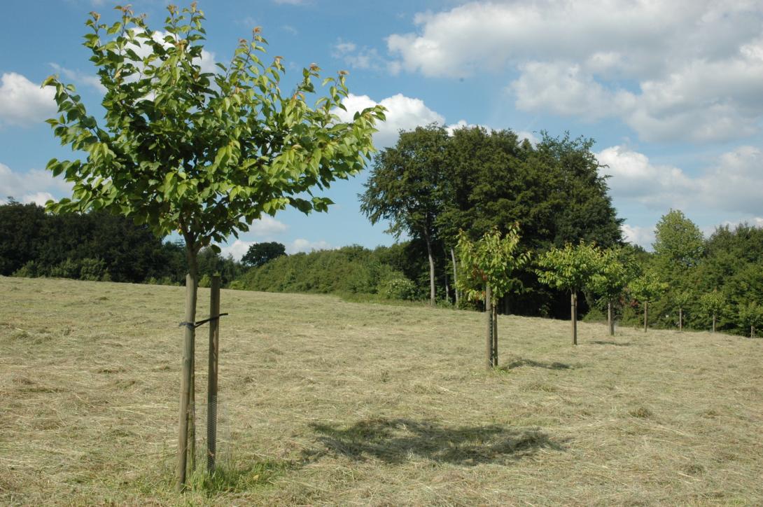 Grolls Schwarze (Jungbaum)