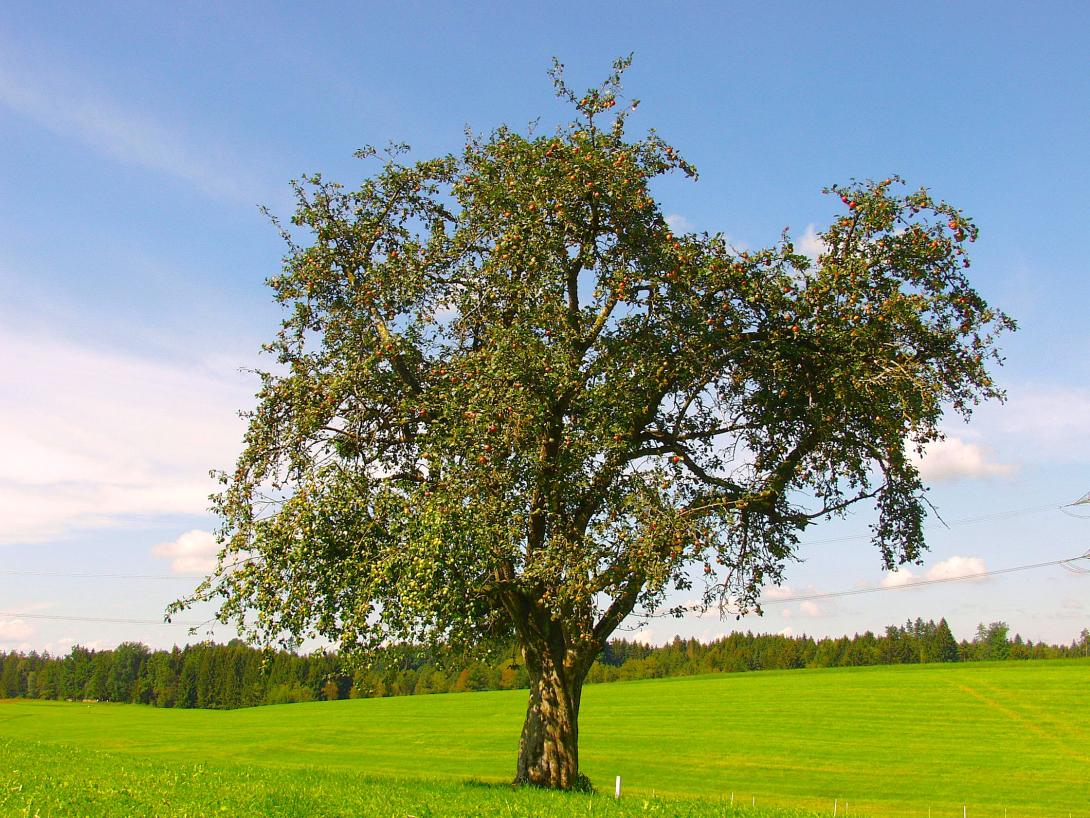 Baum im Laub