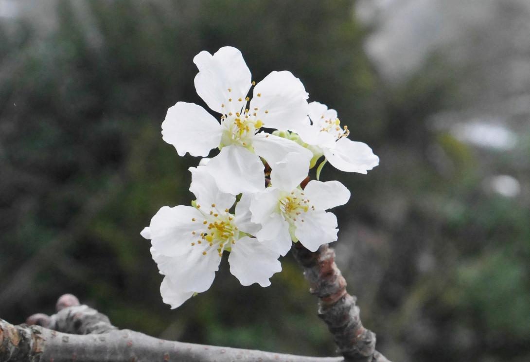 Blüte Kassins, wellig, abständig