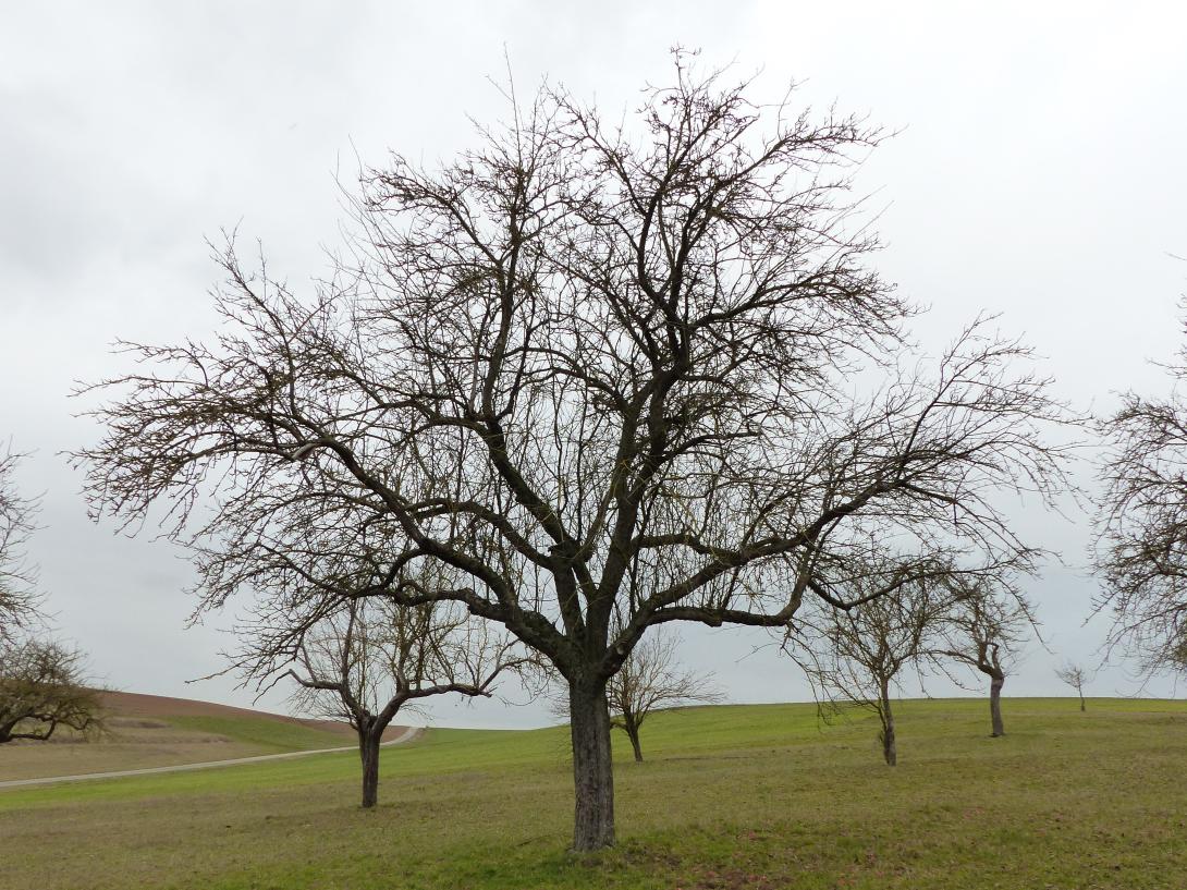 Kitzinger Taubenapfel Baum im Winter