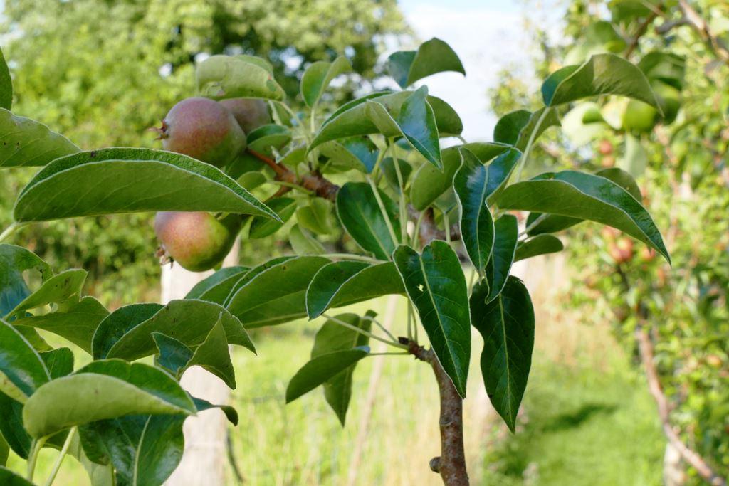Klevenowsche Birne