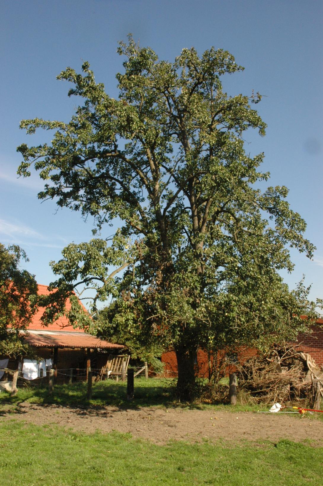Kuhfuß