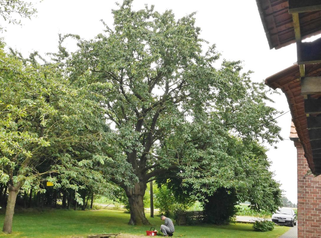 'Lackkirsche' Baum