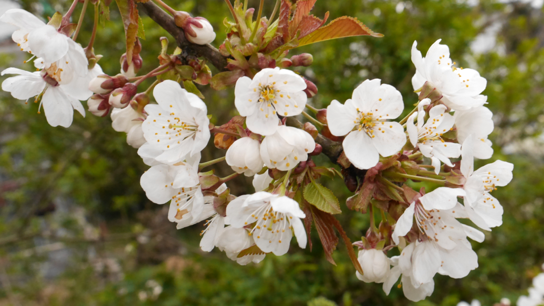 'Lackkirsche' Blüte