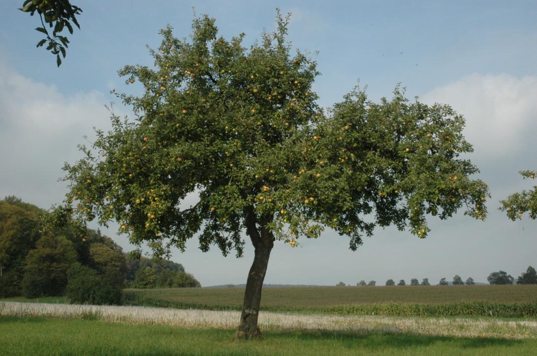 Landsberger Renette