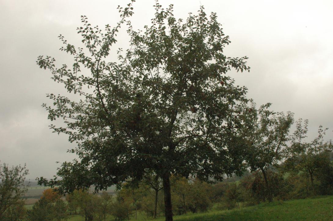 Lieser Kantapfel