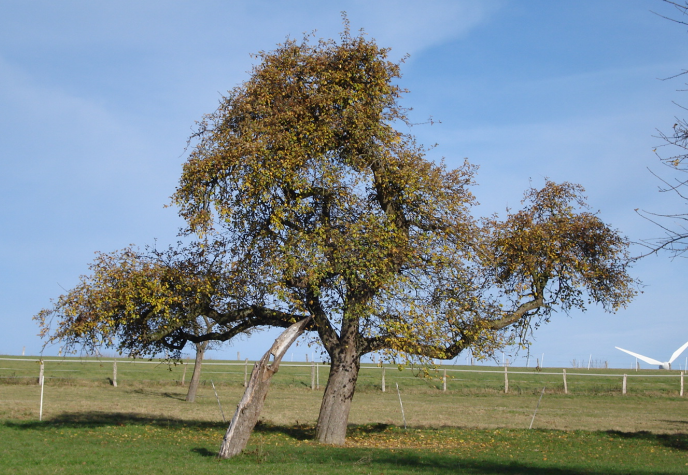 Lieser Kantapfel (Foto Jörg Langanki)