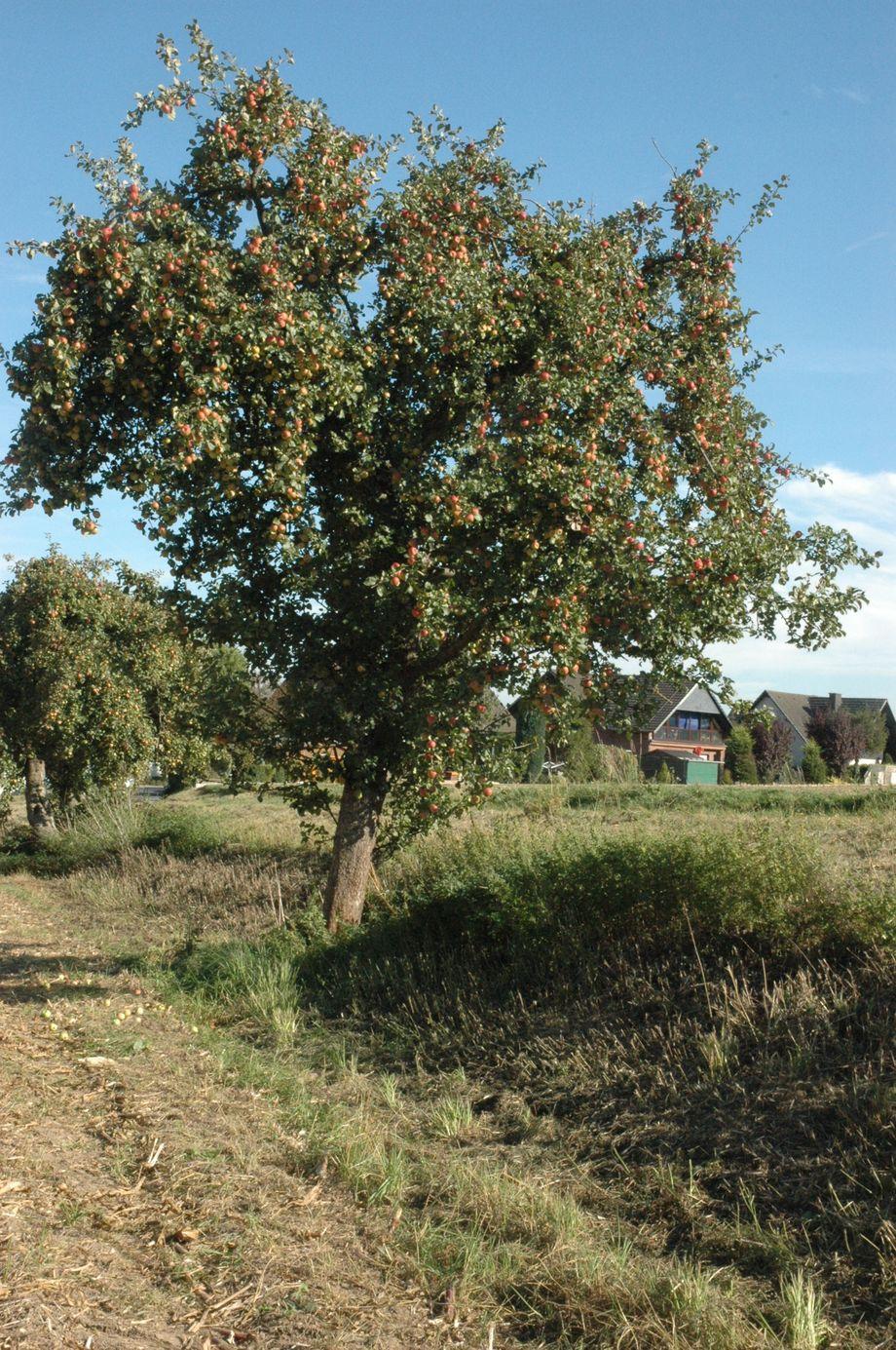 Lippoldsberger Tiefenblüte (Baum)