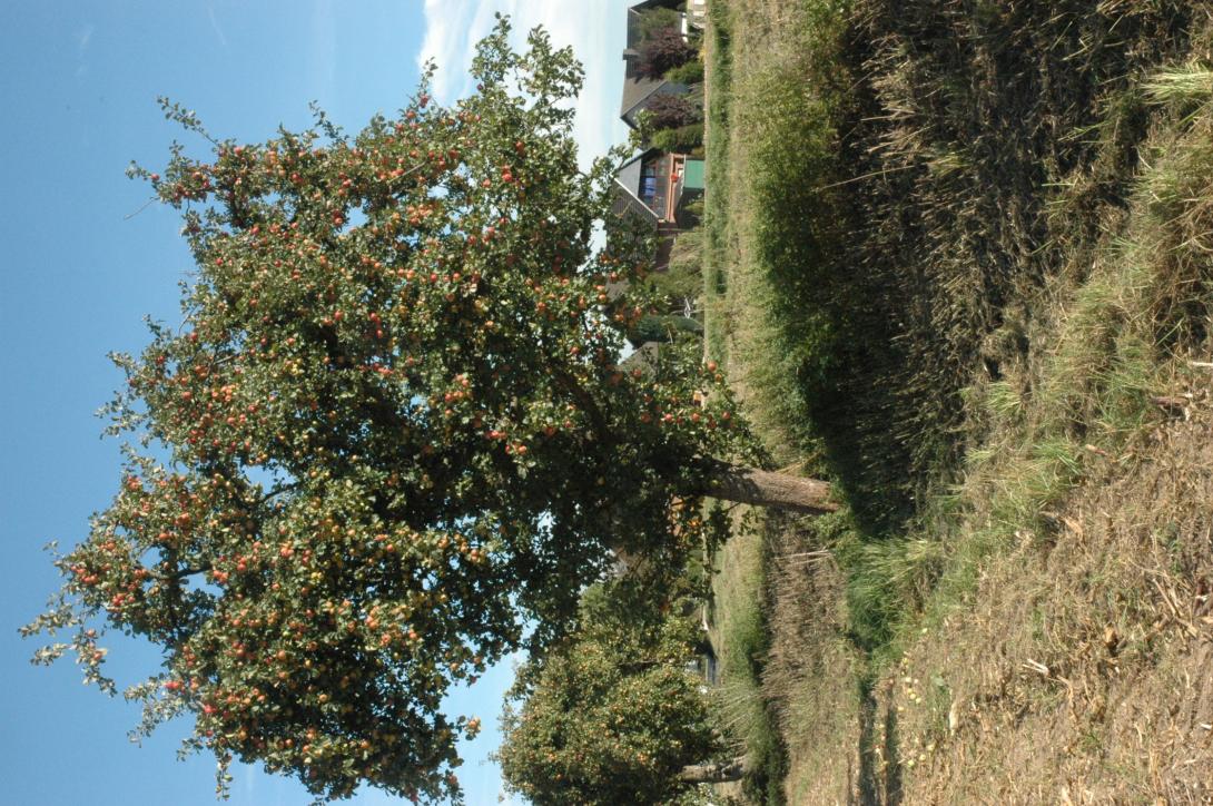 Lippoldsberger Tiefenblüte (Baum)