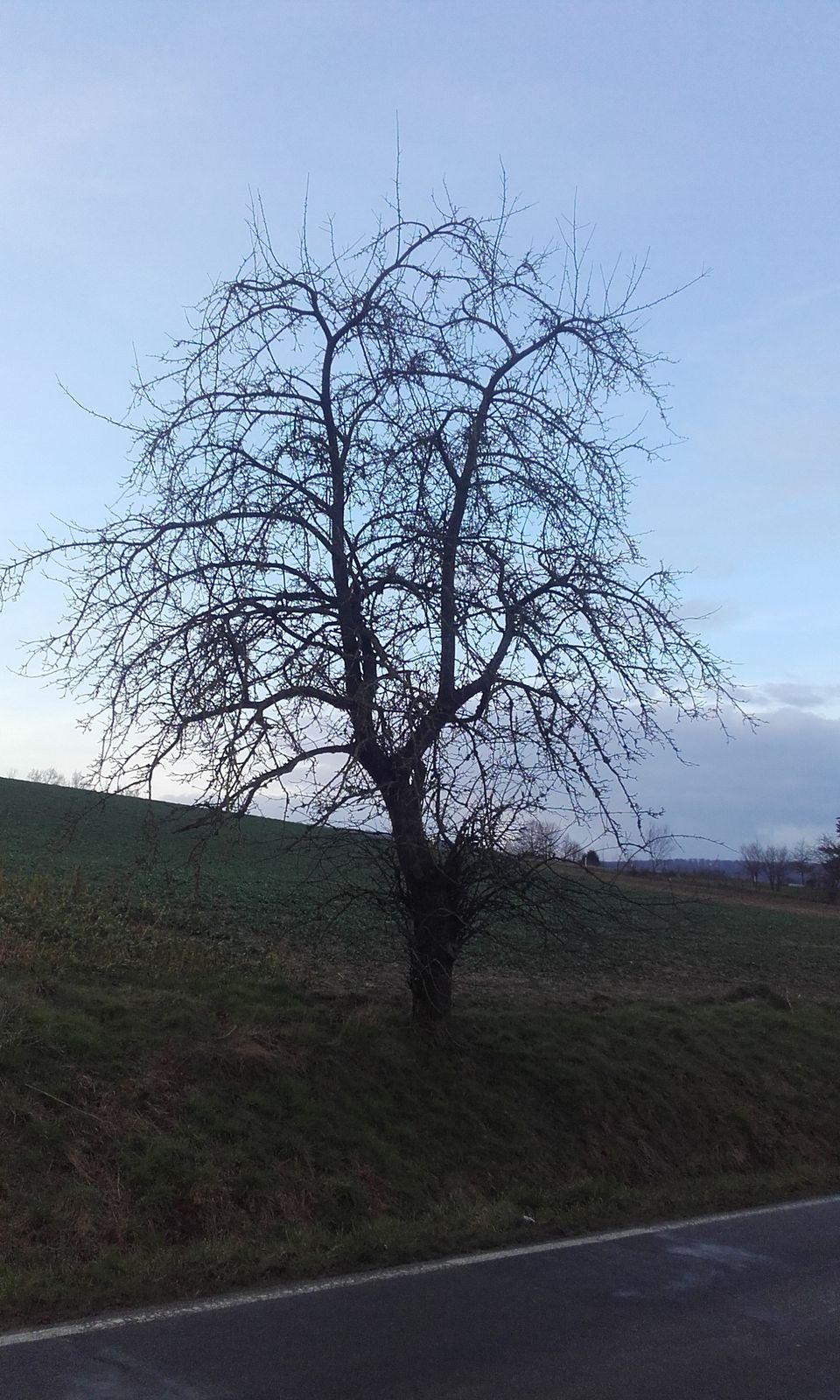 Lippoldsberger Tiefenblüte