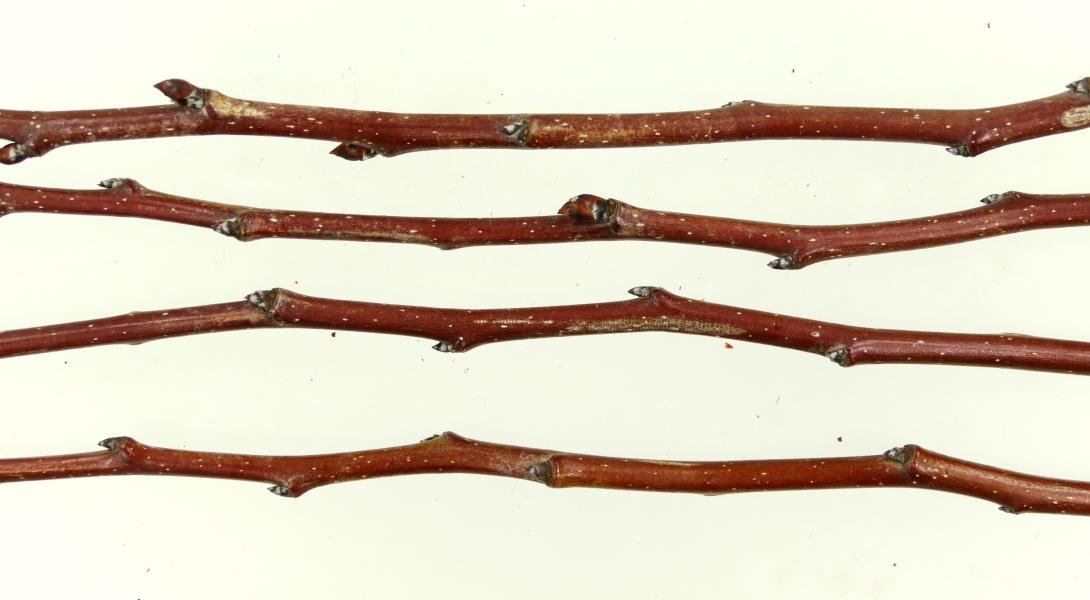 Monchallard