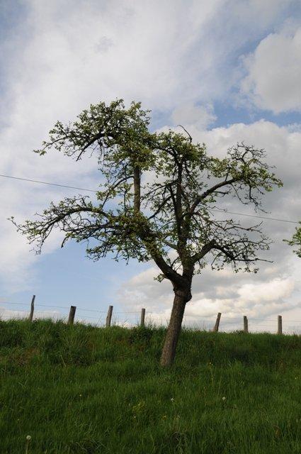 Moseleisenapfel