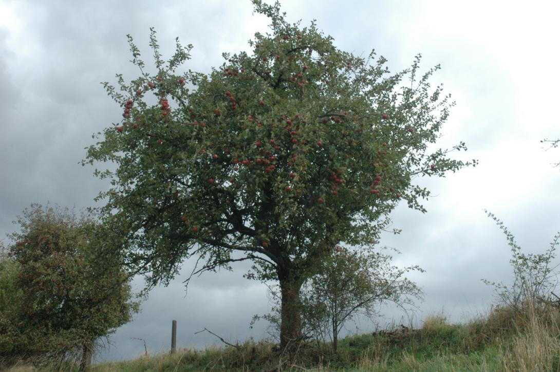 Nelkenapfel