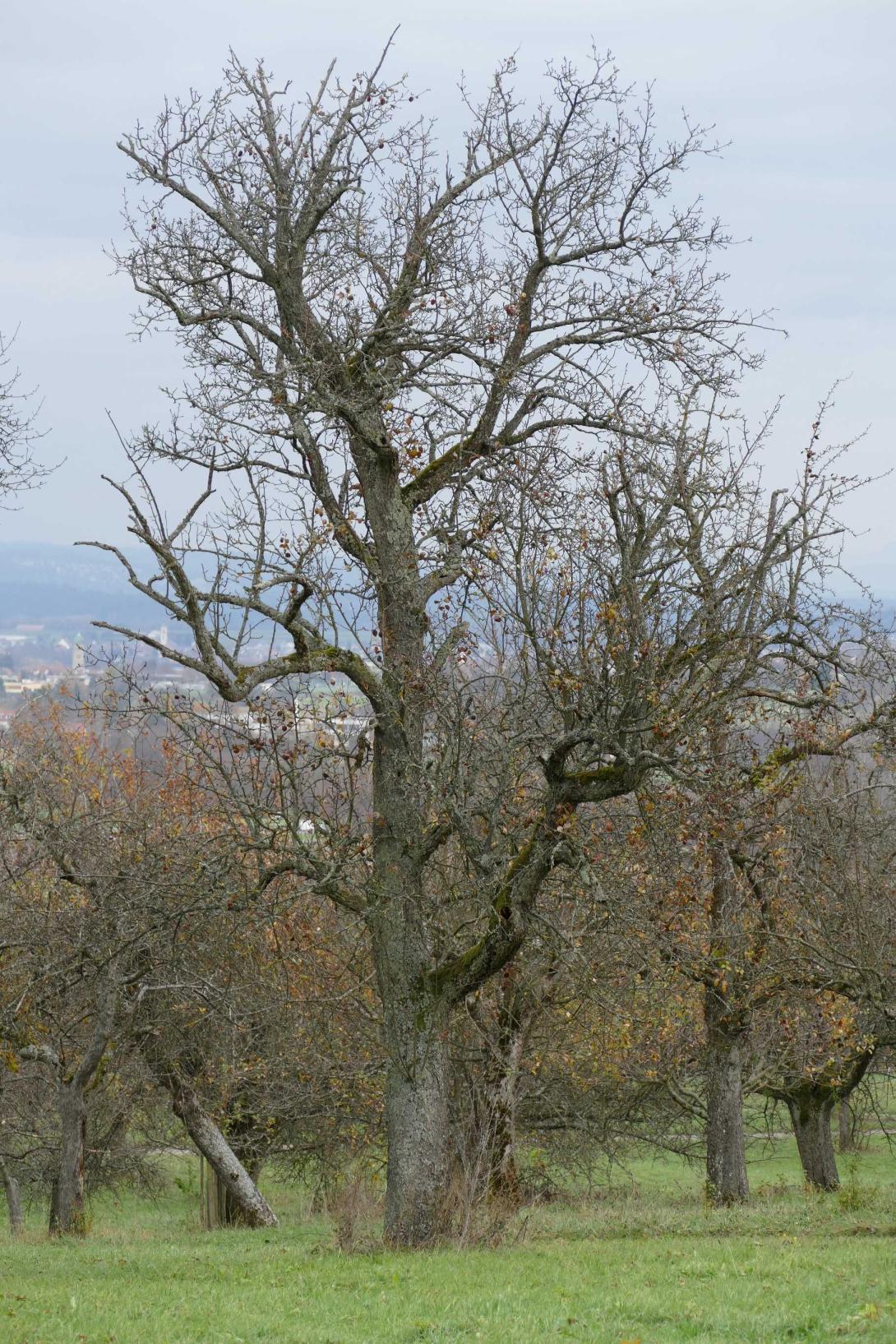 Knausbirne