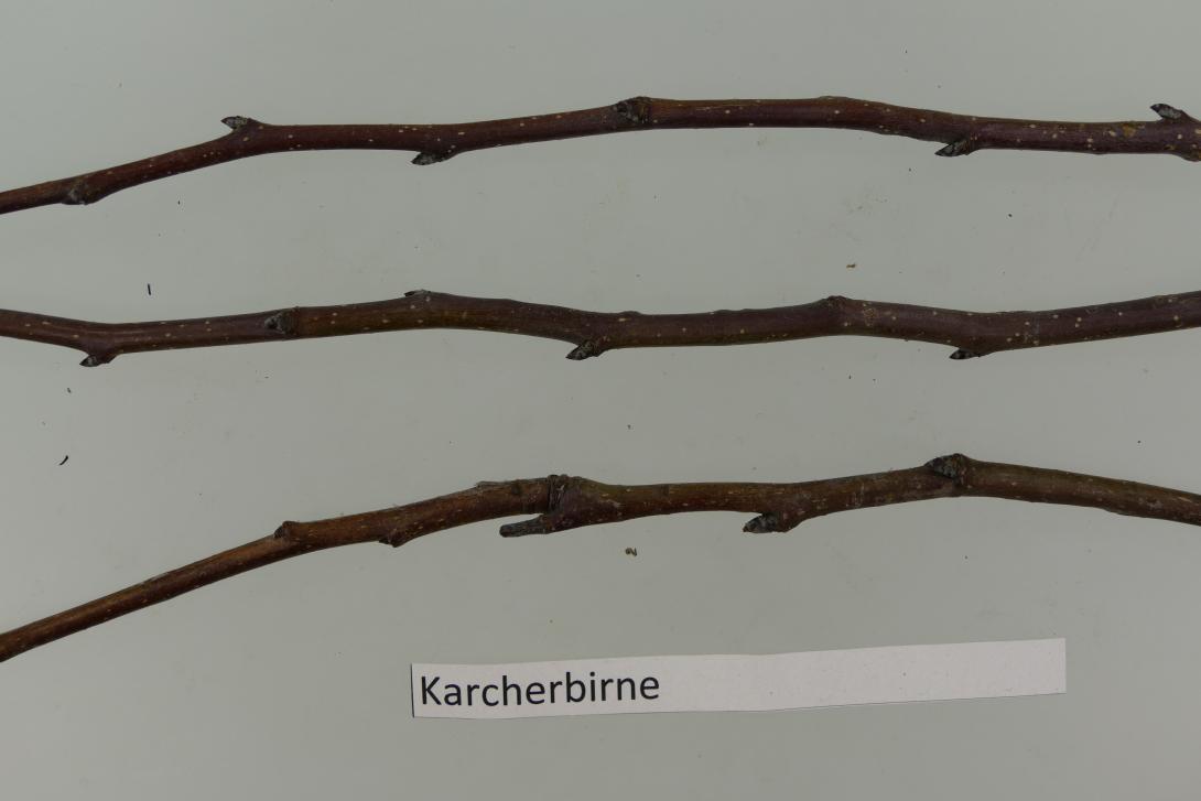 Karcherbirne