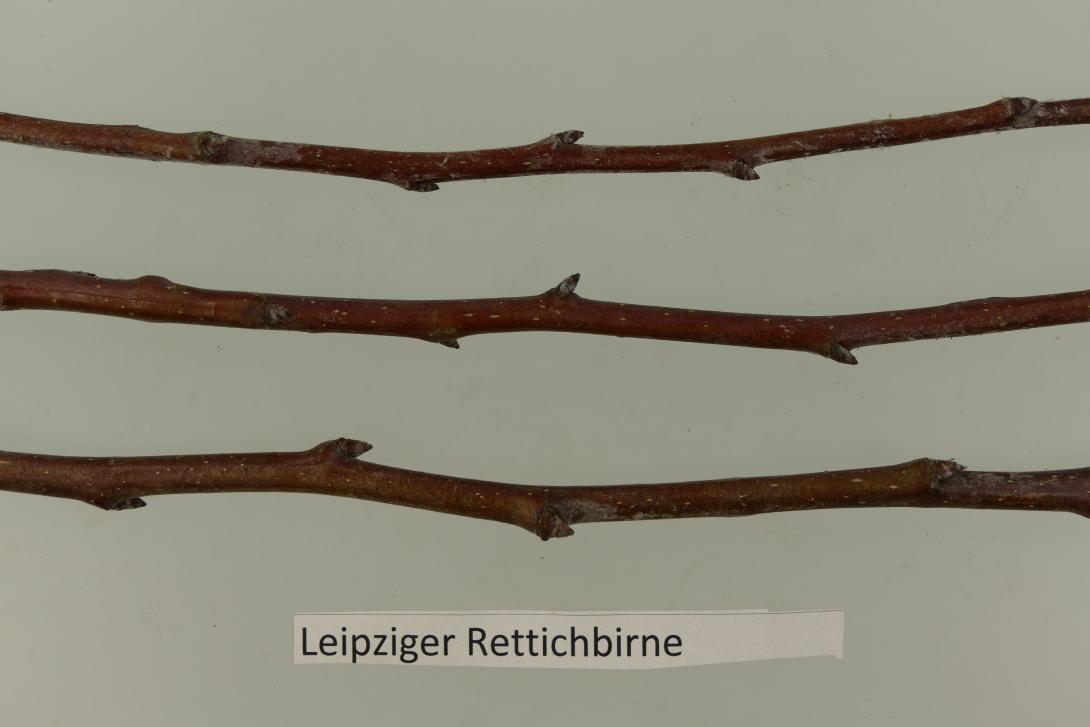 Leipziger Rettichbirne