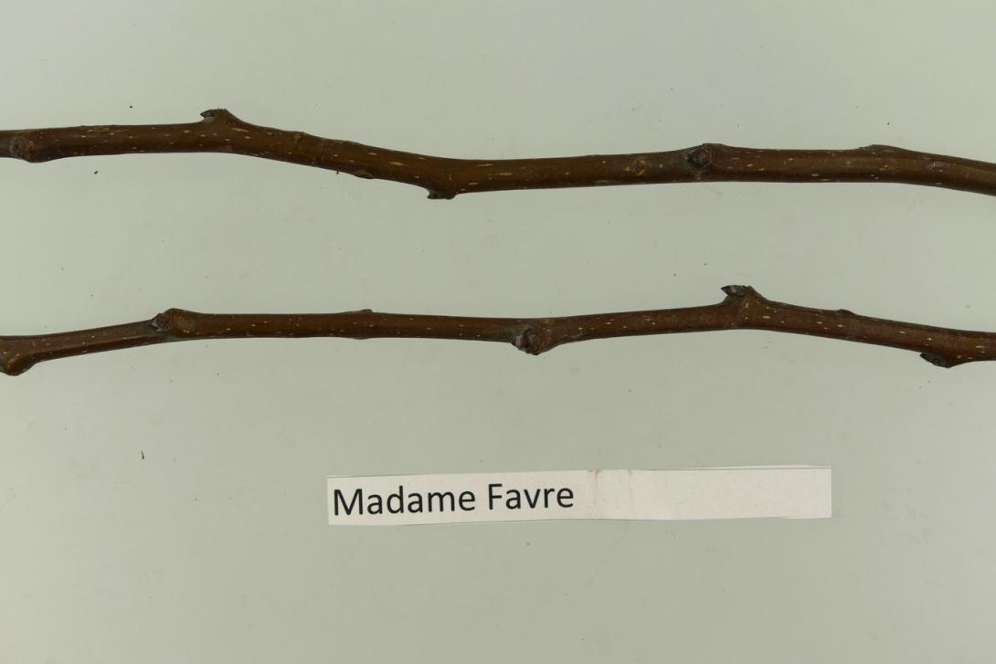 Madame Favre