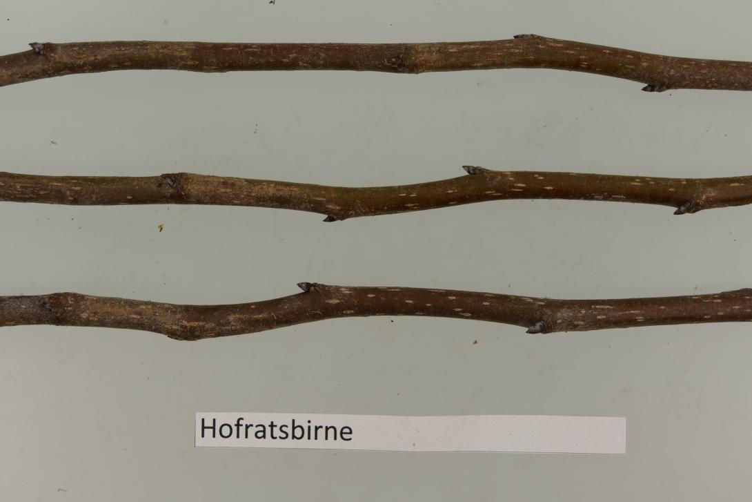 Hofratsbirne