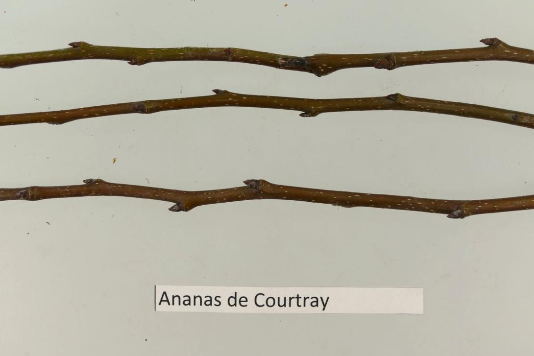 Ananasbirne aus Courtray