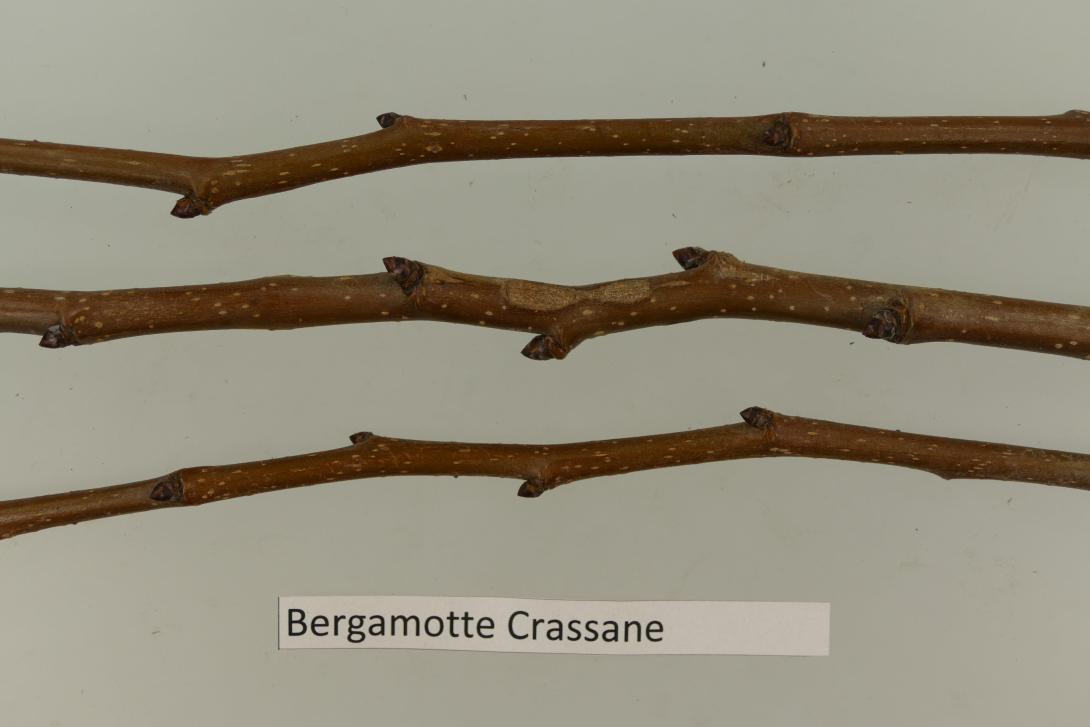 Bergamotte Crassane