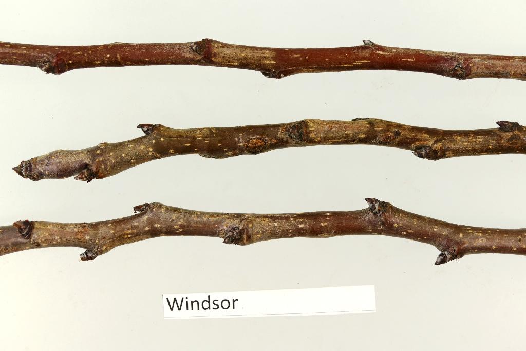 Windsor