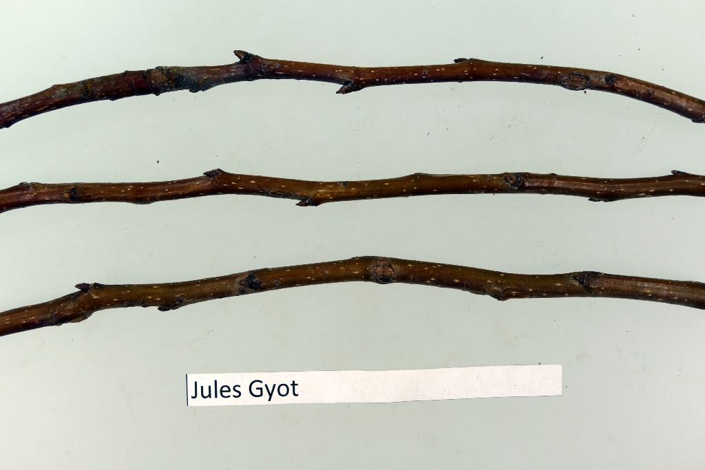 Dr. Jules Guyot