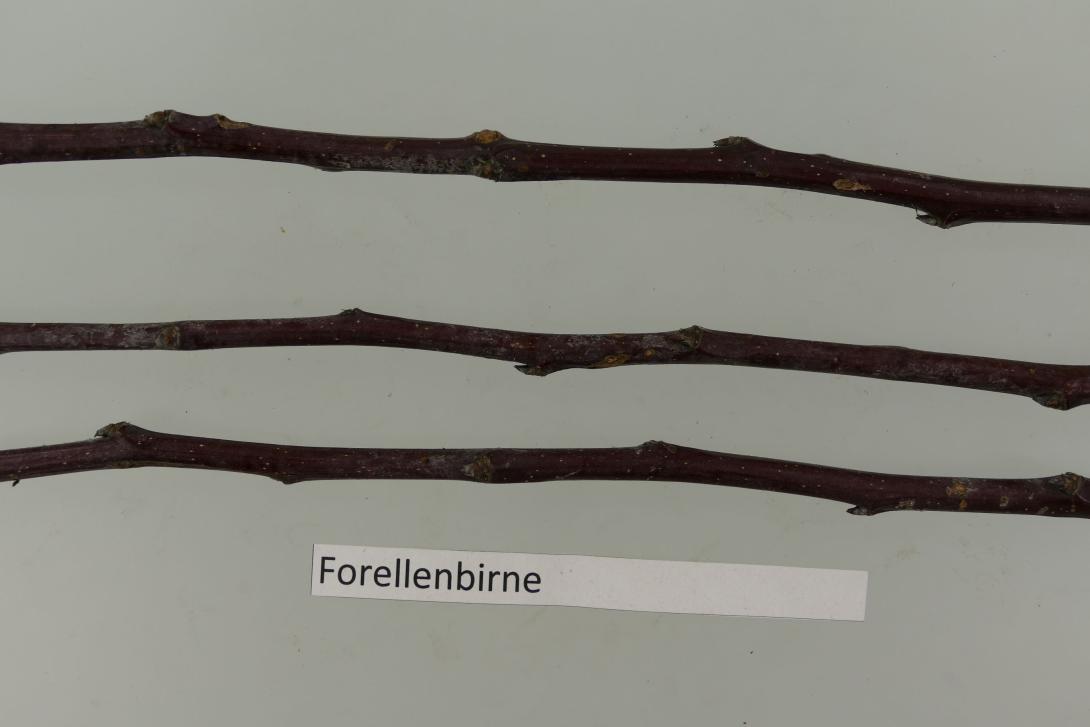 Forellenbirne