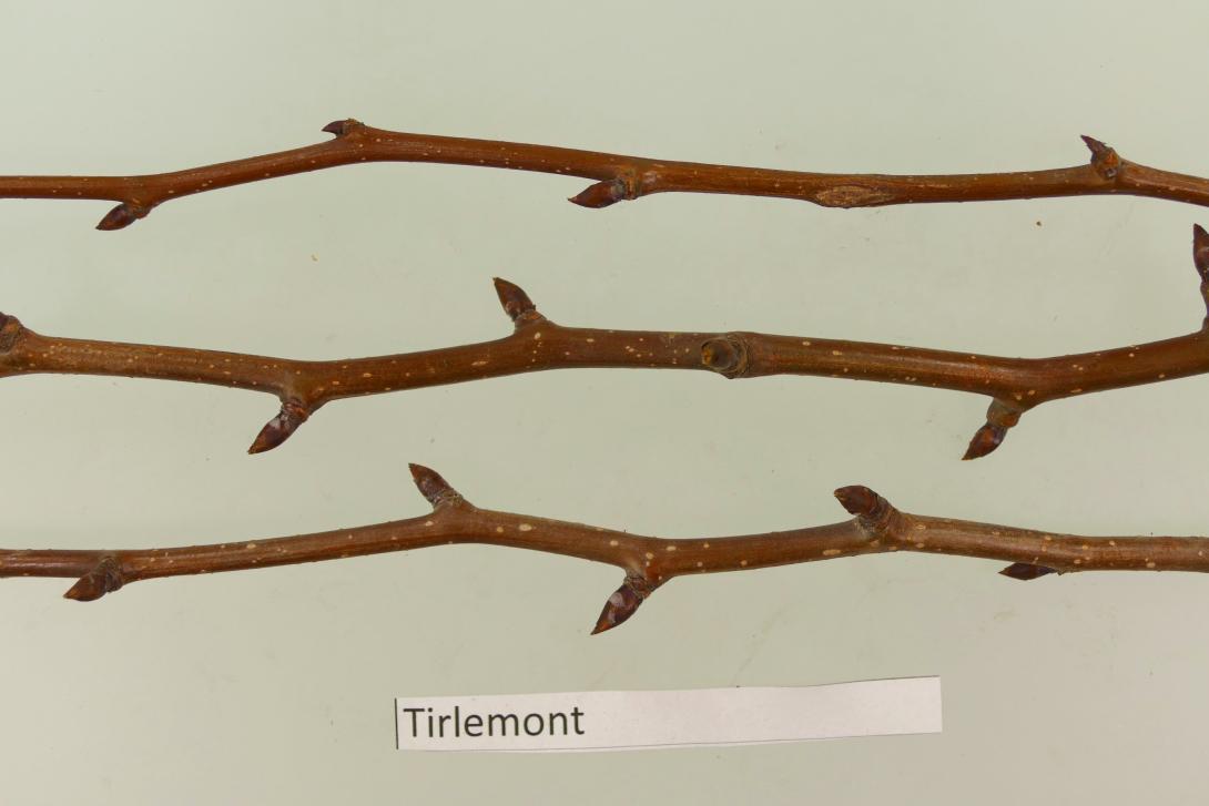 Flaschenbirne aus Tirlemont