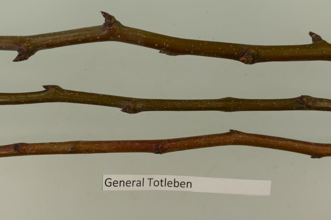 General Totleben