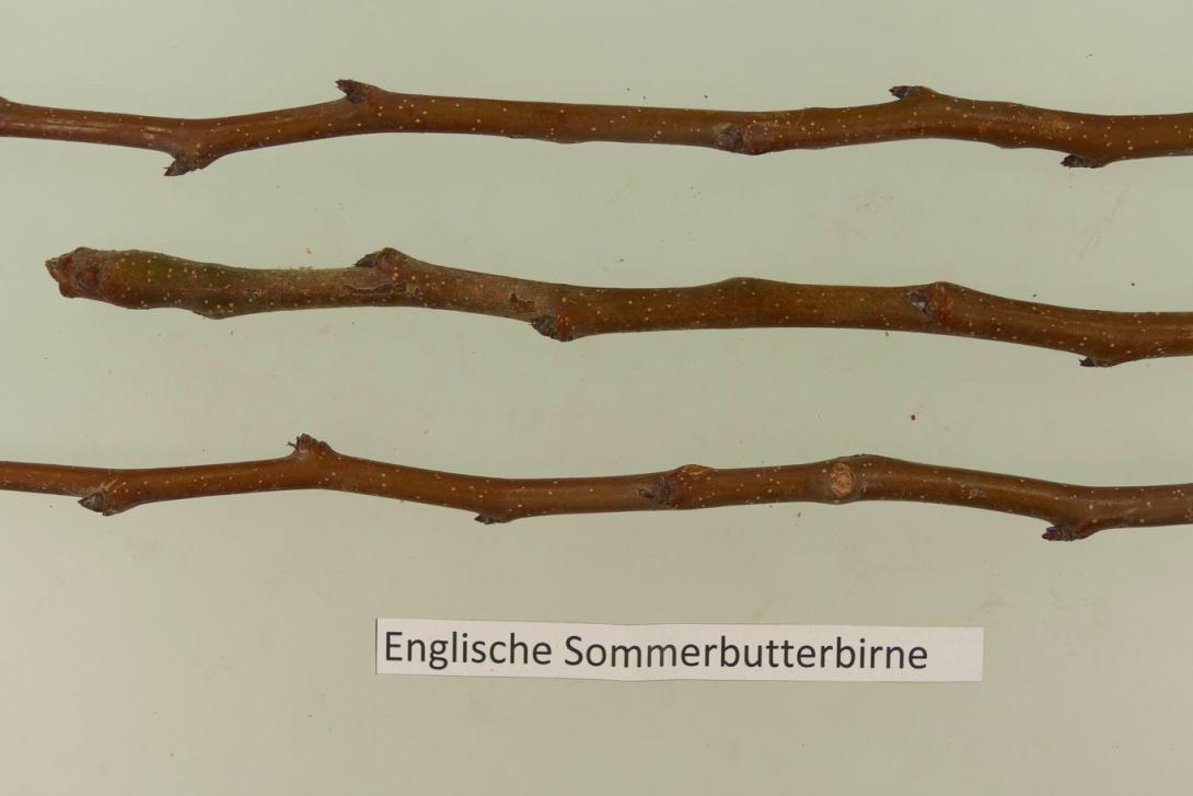 Englische Sommerbutterbirne