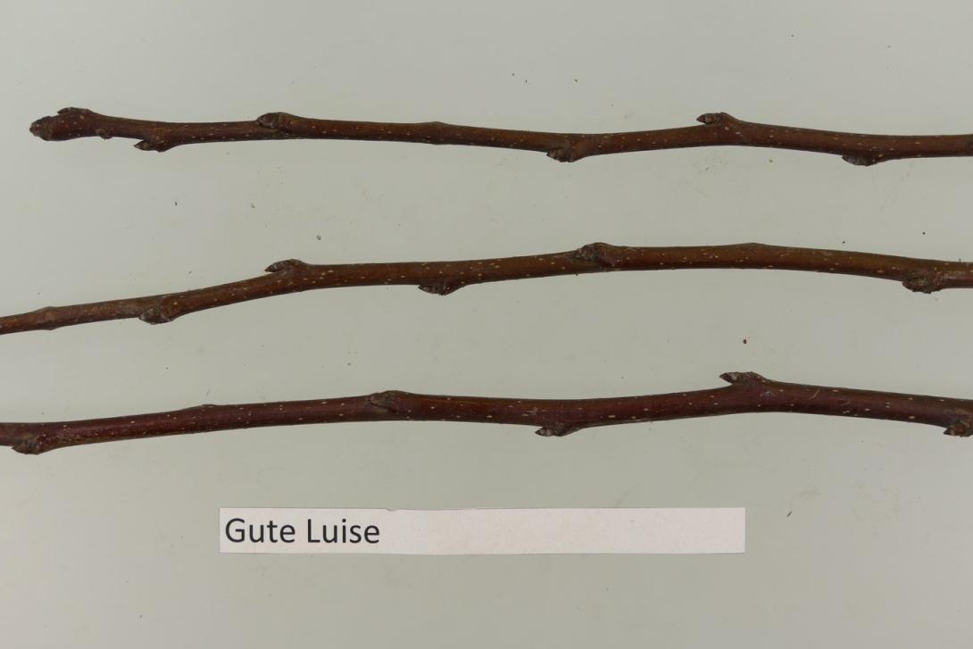 Gute Luise