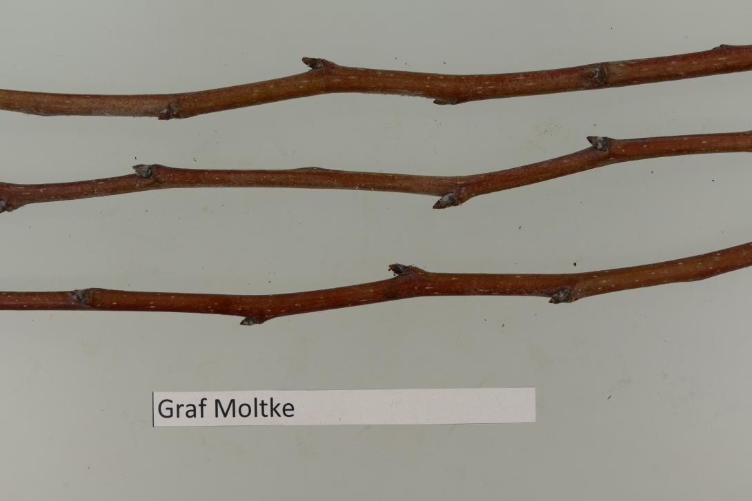 Graf Moltke