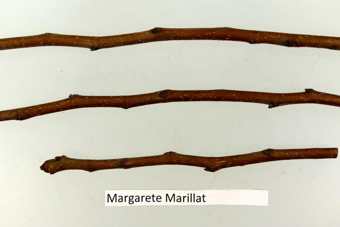 Margarete Marillat