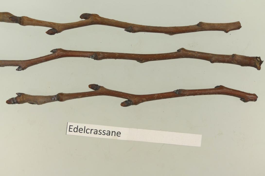 Edelcrassane