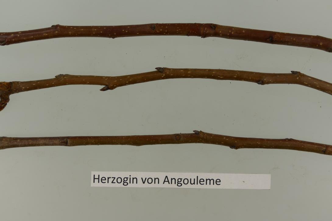 Herzogin von Angouleme