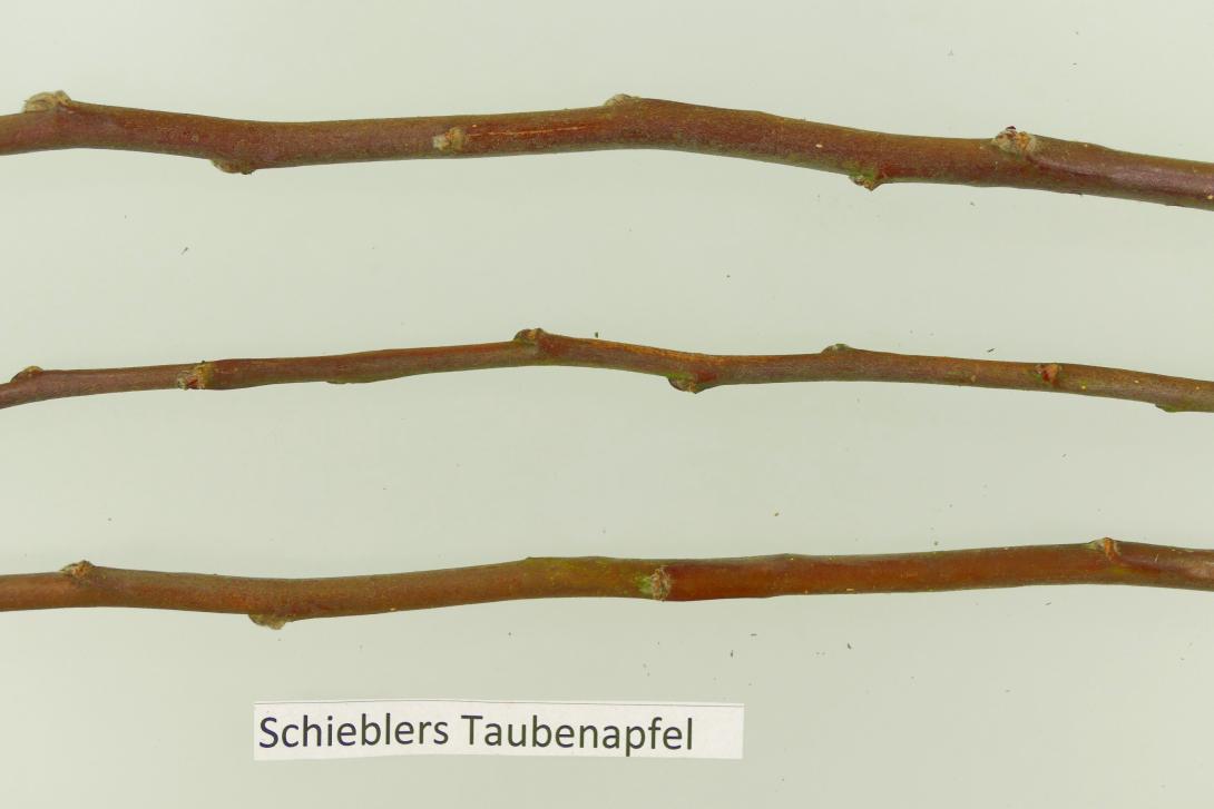 Schieblers Taubenapfel