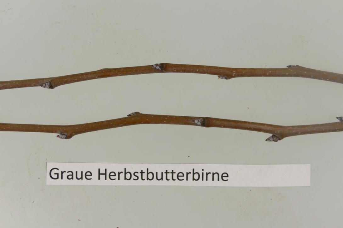Graue Herbstbutterbirne